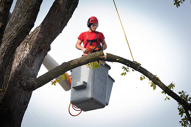 Best Tree Maintenance Programs  in Huntington Bay, NY